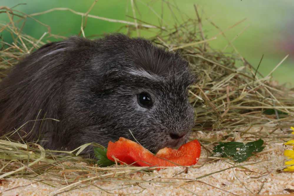 Longhaired Guinea pig eating vegetables.