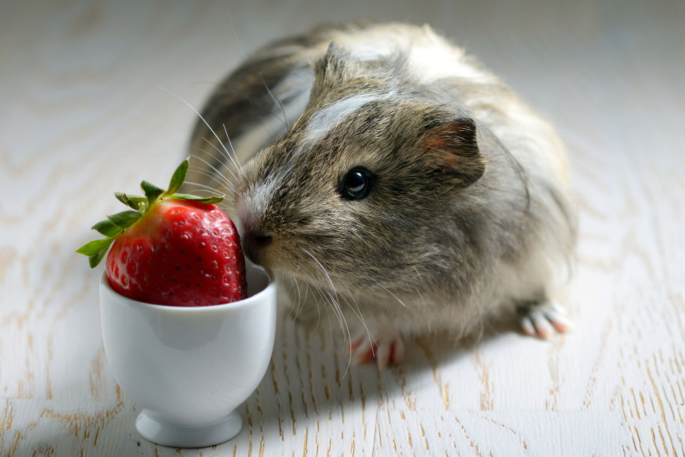 Guinea pig sniffing a delicious strawberry.
