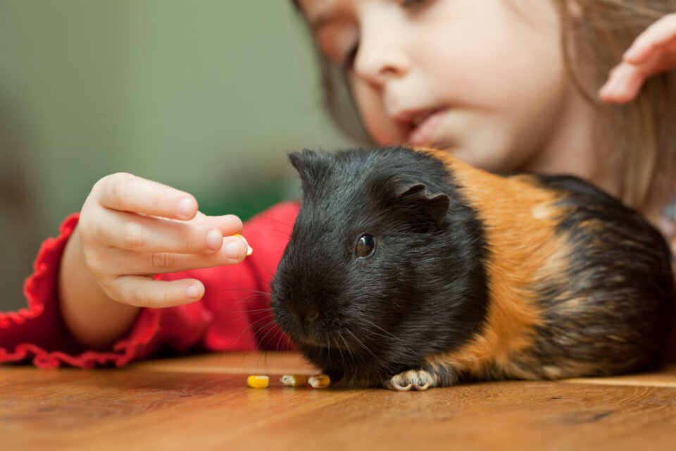 Gallery Detail: Why Does My Guinea Pig Poop So Much The Expert