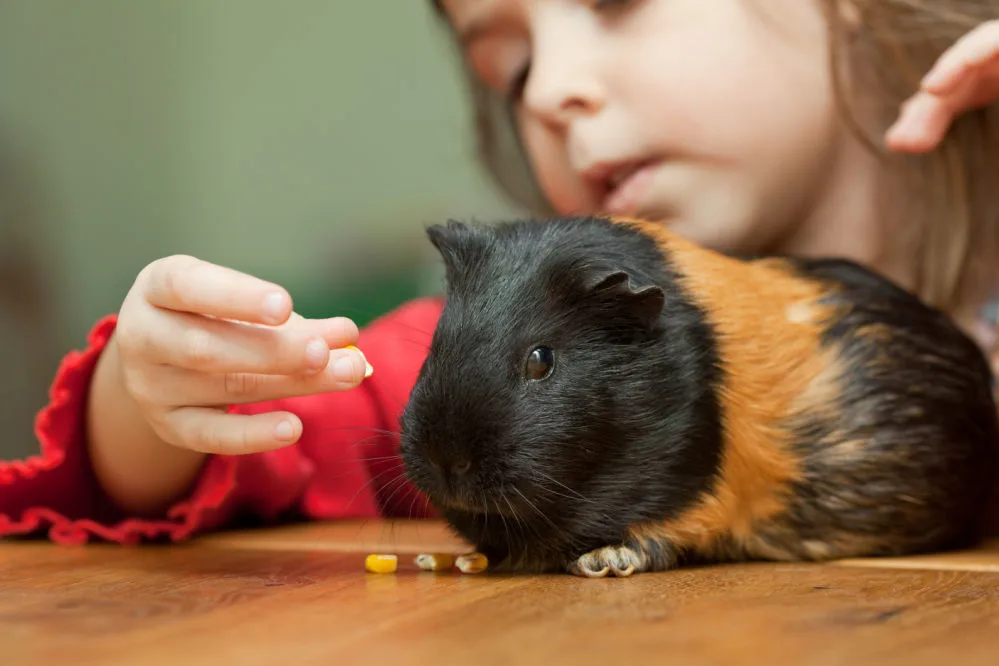 A guinea pig being fed by a little girl