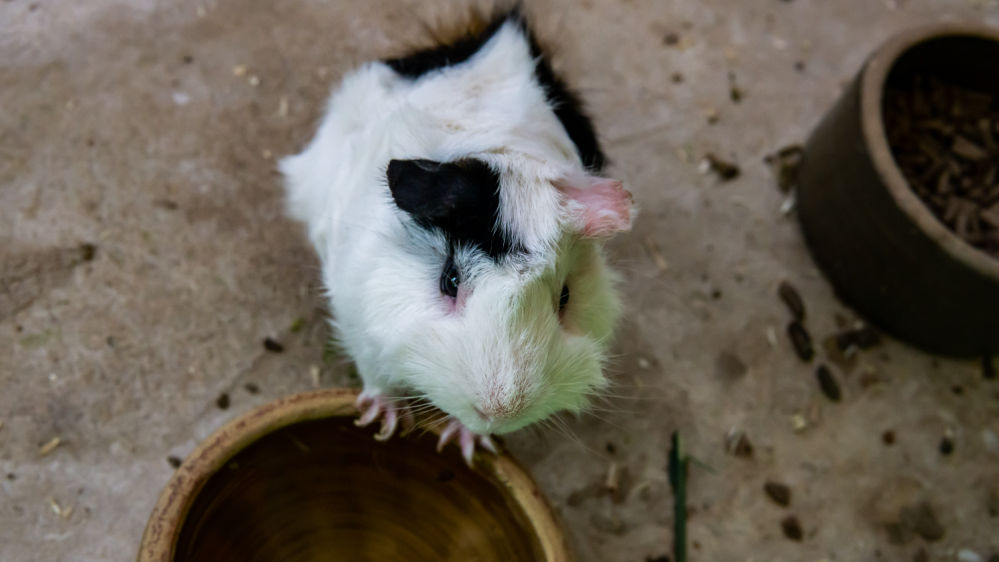 A guinea pig standing by a food bowl