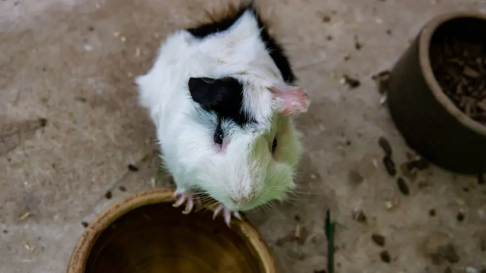 Are strawberries safe for guinea outlet pigs