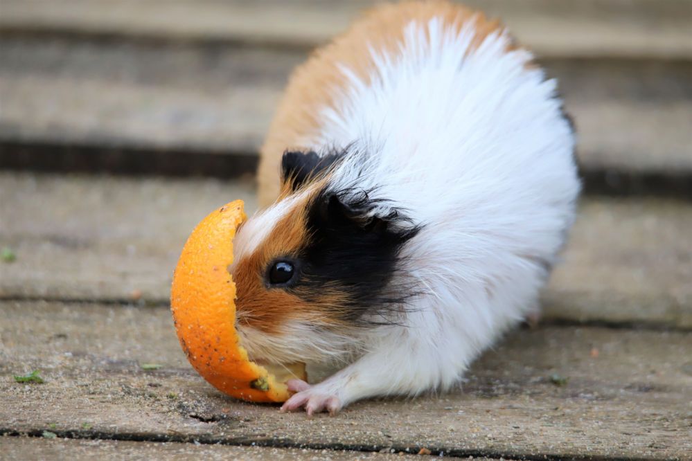 Guinea pig eating an orange peel