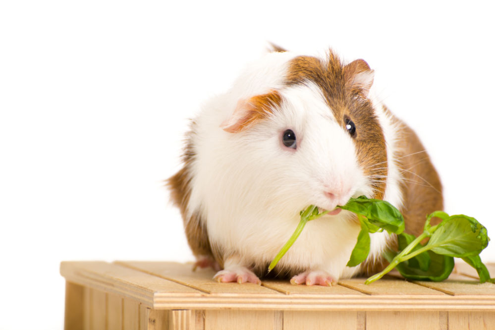 A guinea pig eating basil