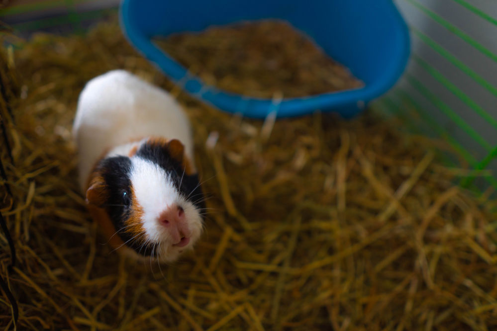 Guinea pig in a cage looking at the camera