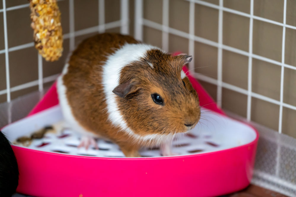 A guinea pig pooping