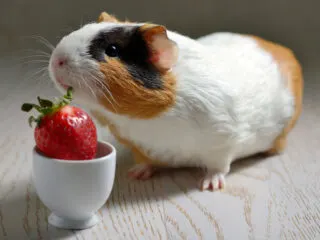 A white and brown guinea pig eating a strawberry