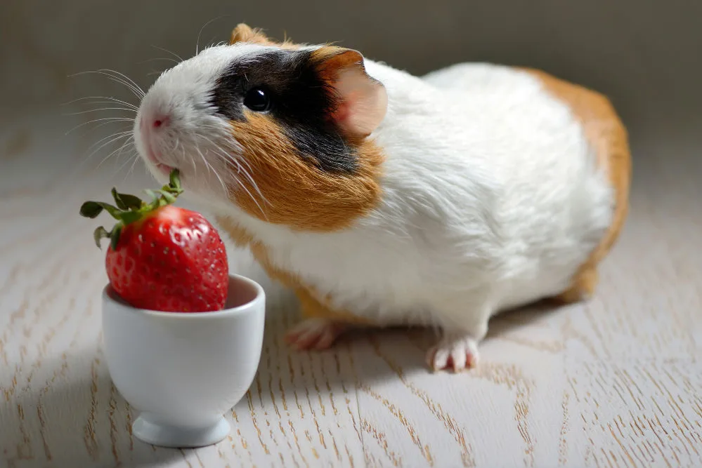 A white and brown guinea pig eating a strawberry