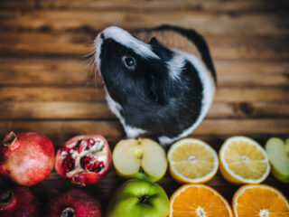 A guinea pig in front of pomegranates, apples and oranges