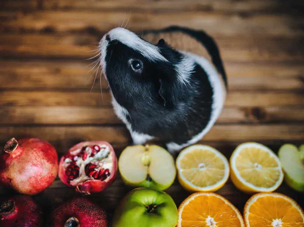 A guinea pig in front of pomegranates, apples and oranges