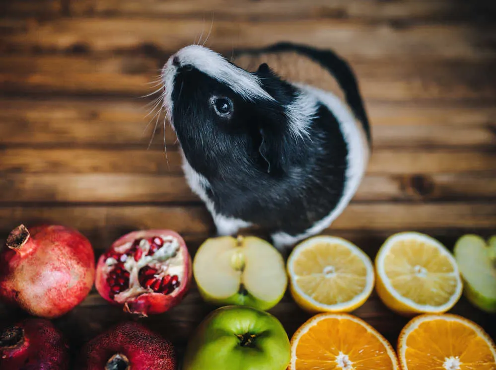 What type of food can guinea pigs clearance eat