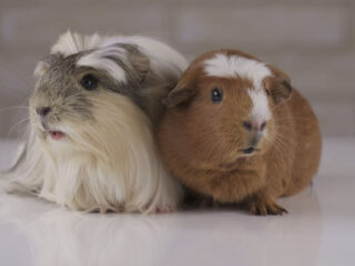Beautiful Guinea pigs breed Golden American Crested and Coronet cavy