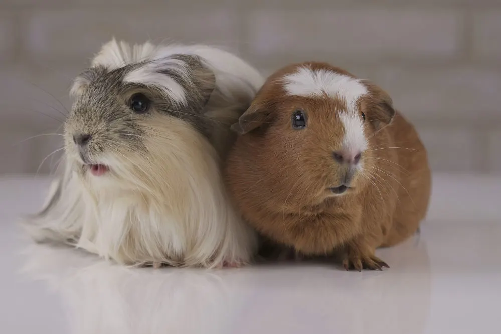 Beautiful guinea pigs breed Golden American Crested and Coronet cavy.