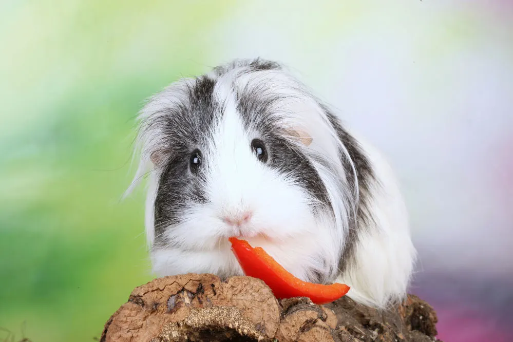 A black and white guinea pig eating a red bell pepper