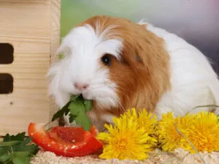 A guinea pig eating a red bell pepper
