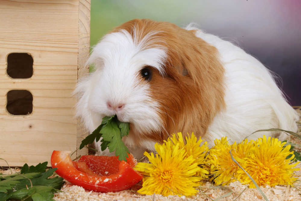 A guinea pig eating a red bell pepper