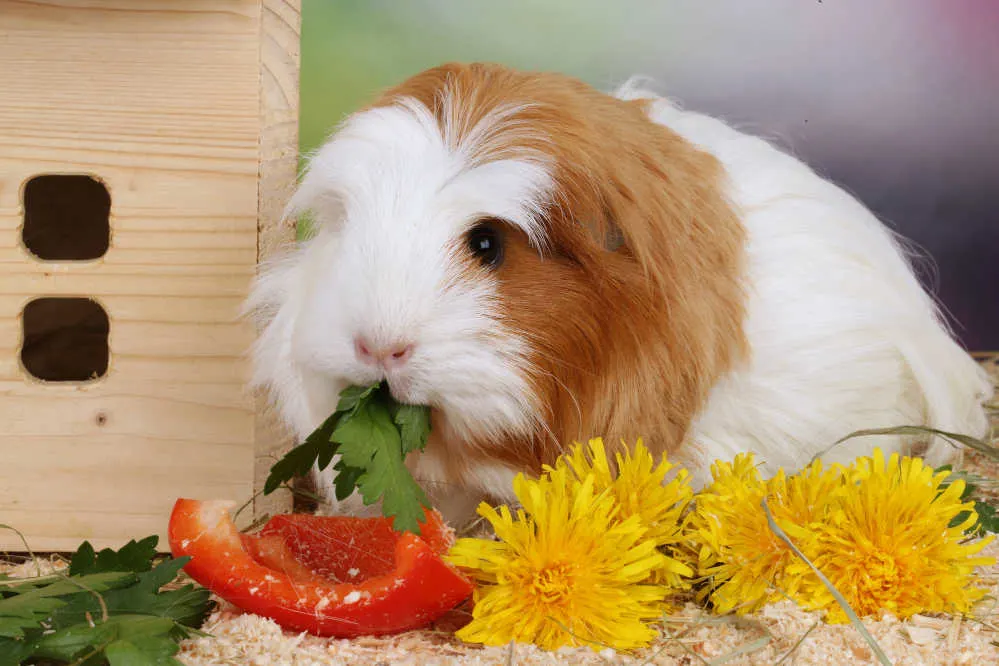 Long hair guinea pig eating a pepper.