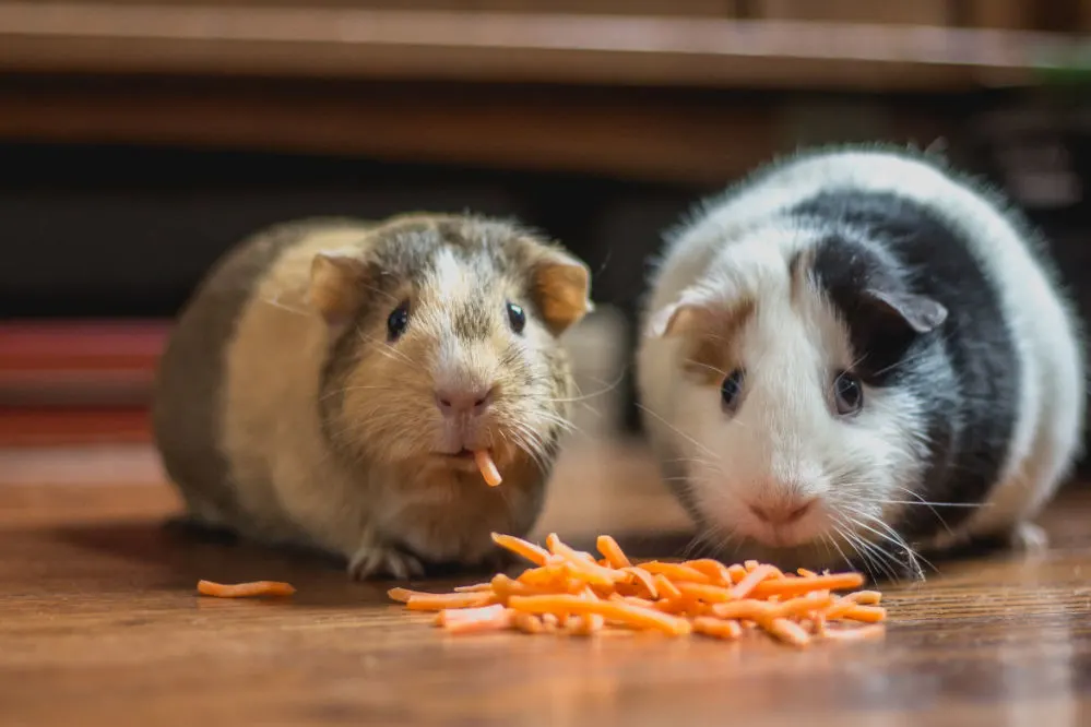 Two guinea pigs eating carrot sticks