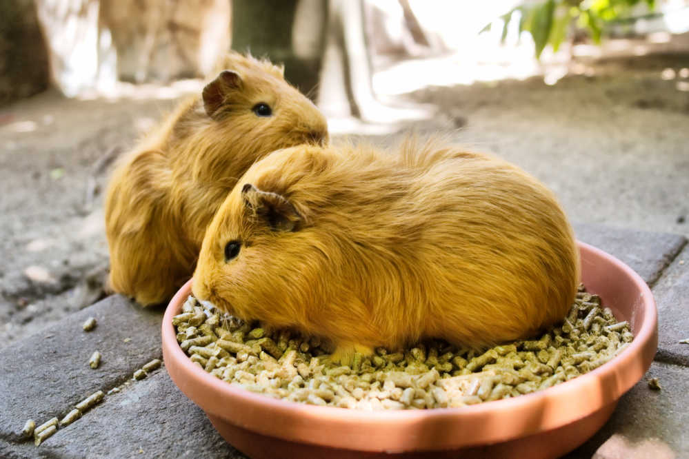 Two honey colored guinea pigs eating food