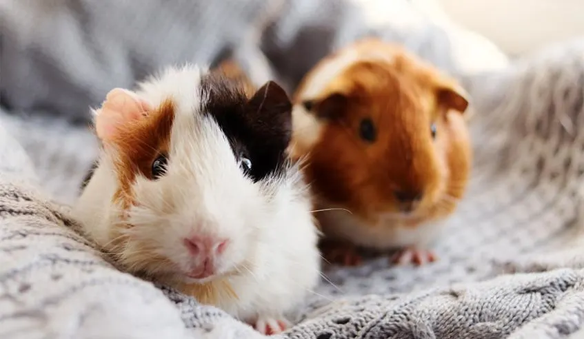 Two guinea pigs on a fleece blanket