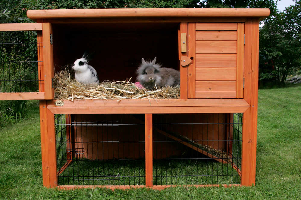Wooden rabbit hutch with 2 beautiful bunnies inside.