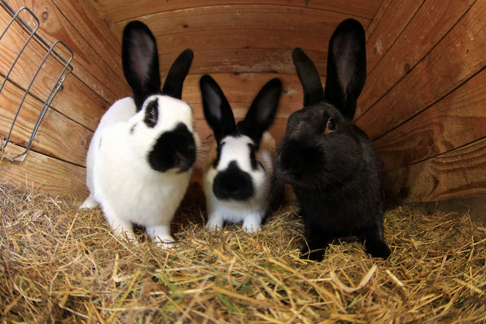 3 rabbits in a hutch looking at the camera.