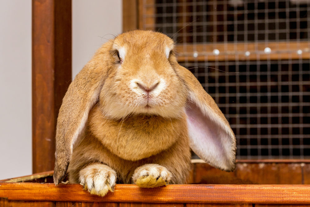 A beautiful caramel bunny looking at the camera.