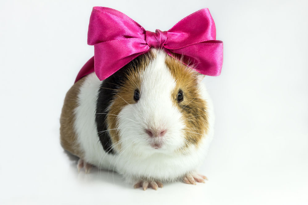 Guinea pig with a bow on his head on a white background.