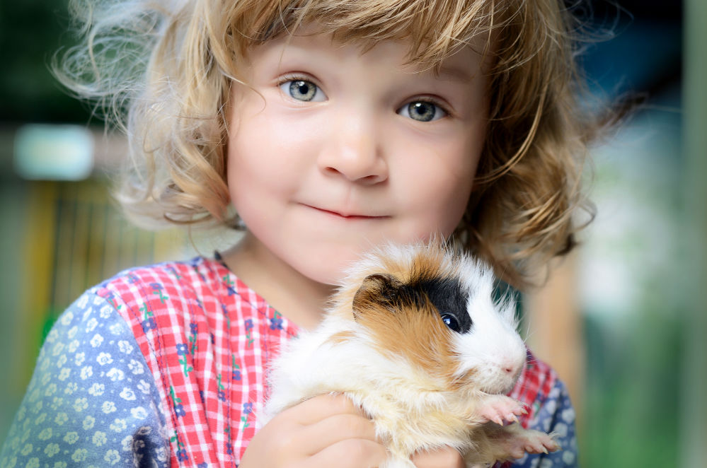 A cute girl holding a guiena pig.
