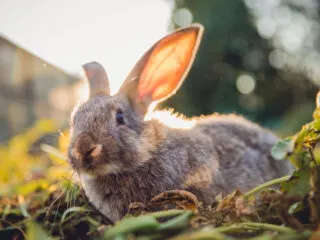 A gray bunny close up with a nature background.