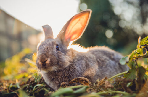 A gray bunny close up with a nature backround.