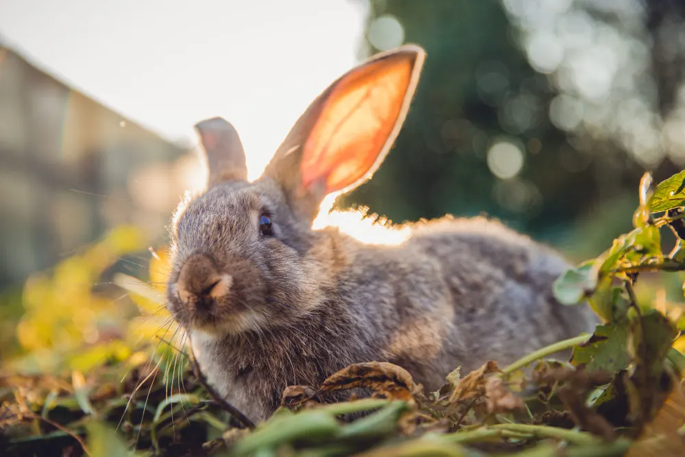 A gray bunny close up with a nature background.