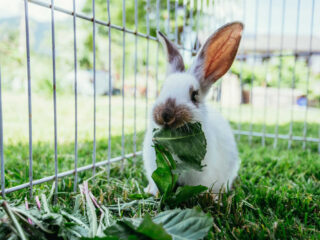 Cute little bunny eats salad in an outdoor compound.