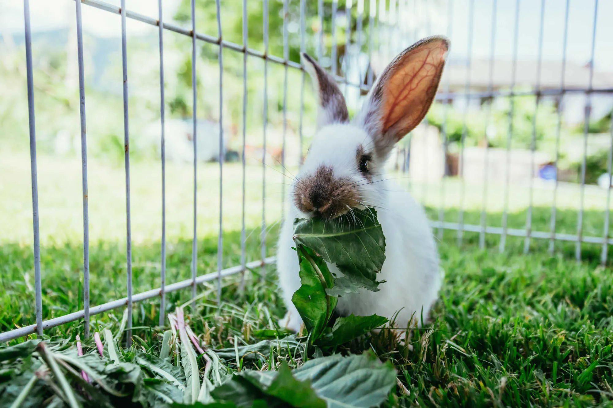 Cute little bunny eats salad in an outdoor compound.