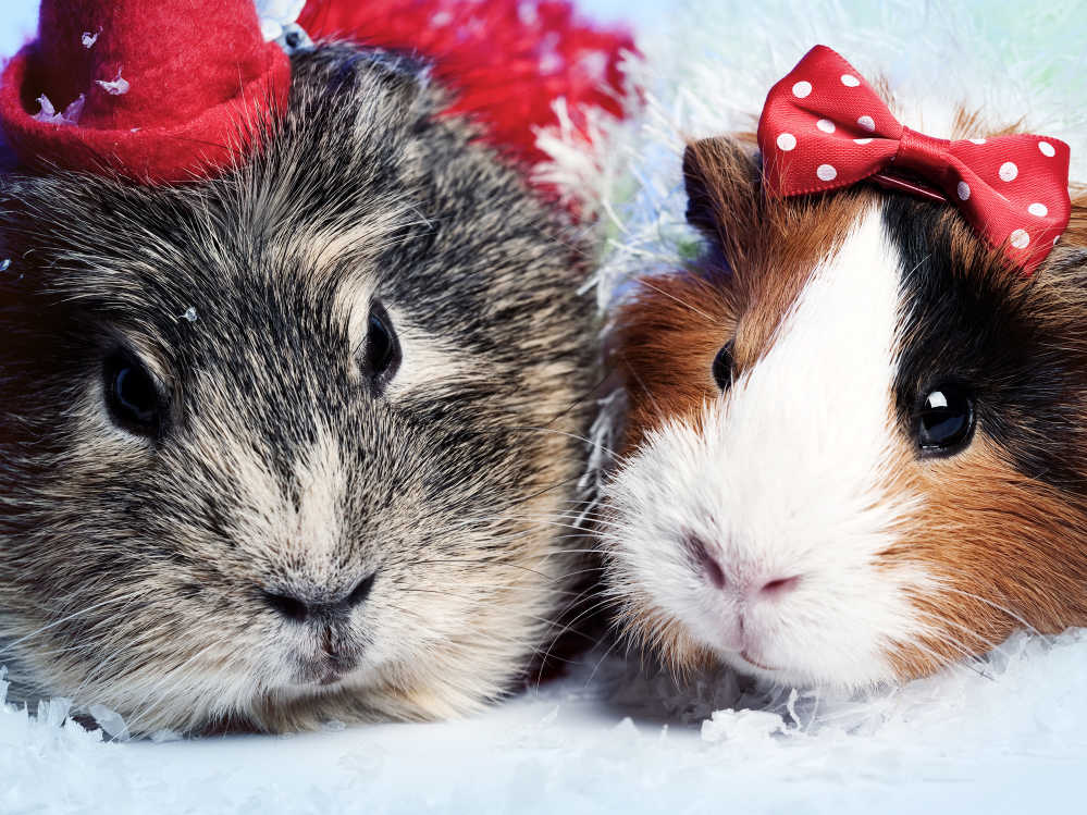 A cute guinea pig couple witha bow and a mini hat.
