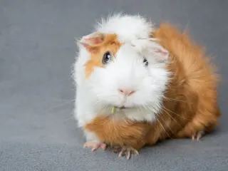 Adorable female ginger guinea pig.