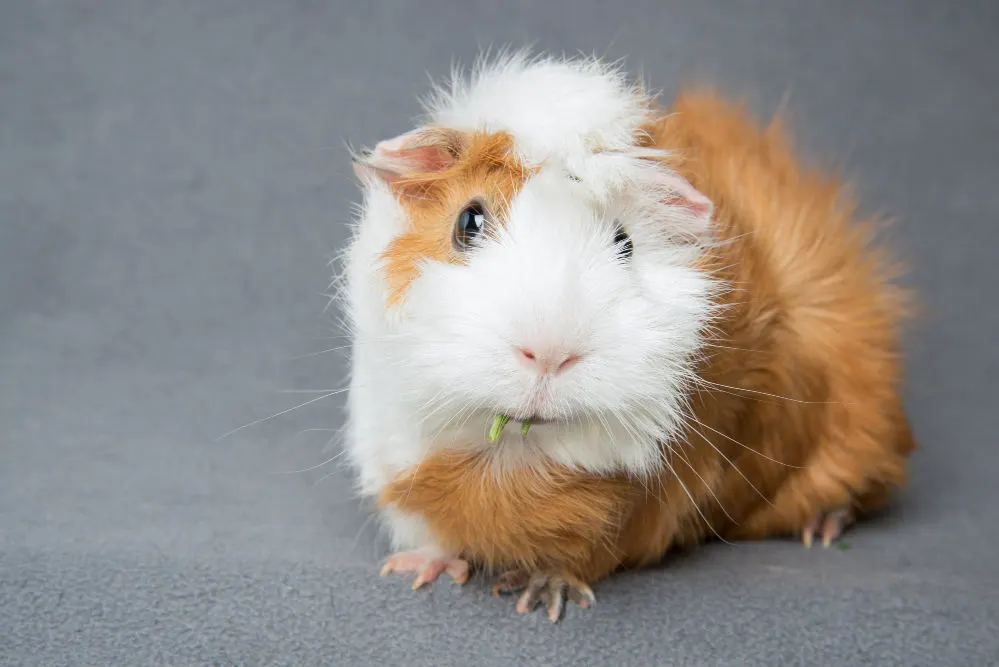 Adorable female ginger guinea pig.