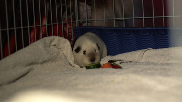 The 6 Best Bedding For Guinea Pigs & 4 to Avoid (2024) Guide - Haya Pet Safe Bedding For Guinea Pigs