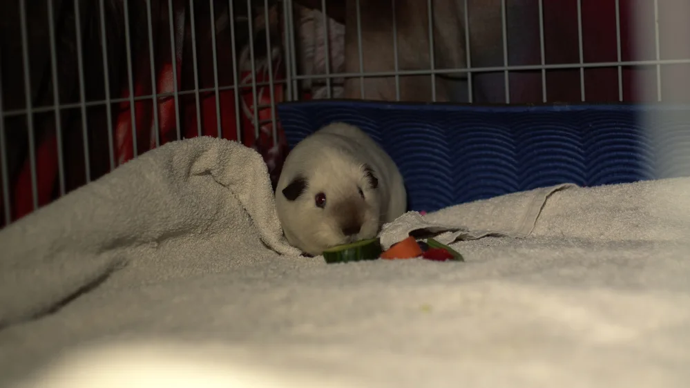 A cute guinea pig on a gray fleece bedding.
