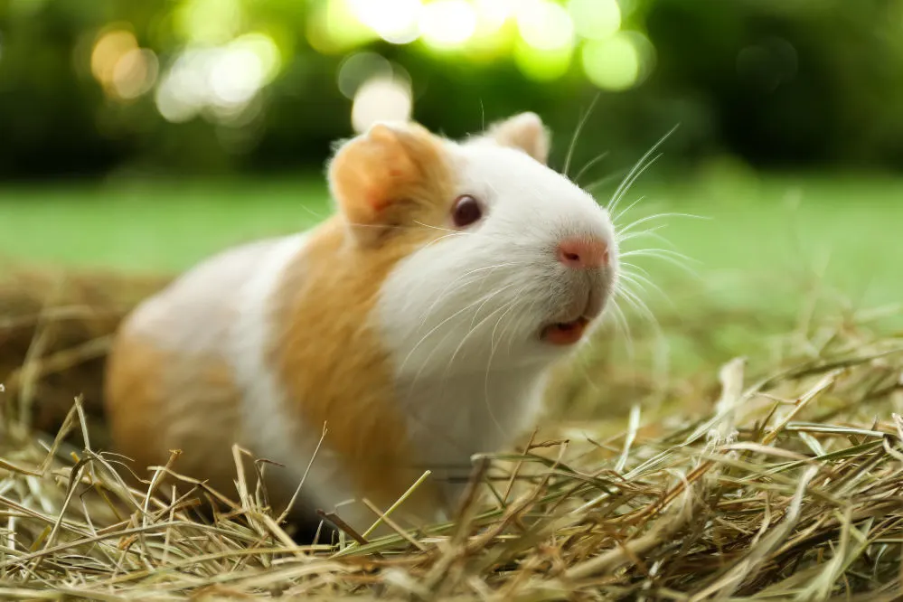 A guinea pig close up on hay florring.