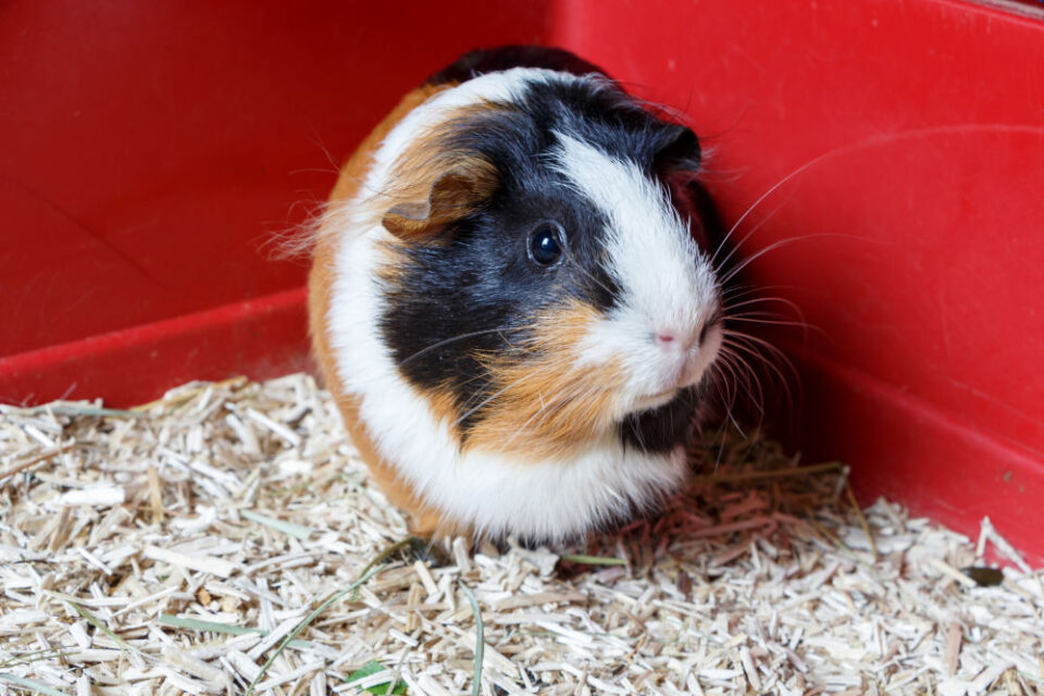 The 6 Best Bedding For Guinea Pigs & 4 to Avoid (2024) Guide