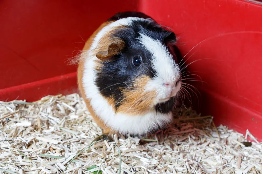 A cute brown and white guinea pig in his red cage.