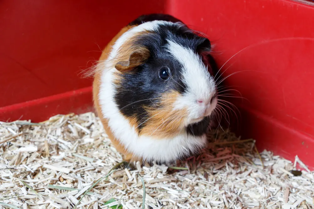 Can you feed guinea pigs outlet tomatoes