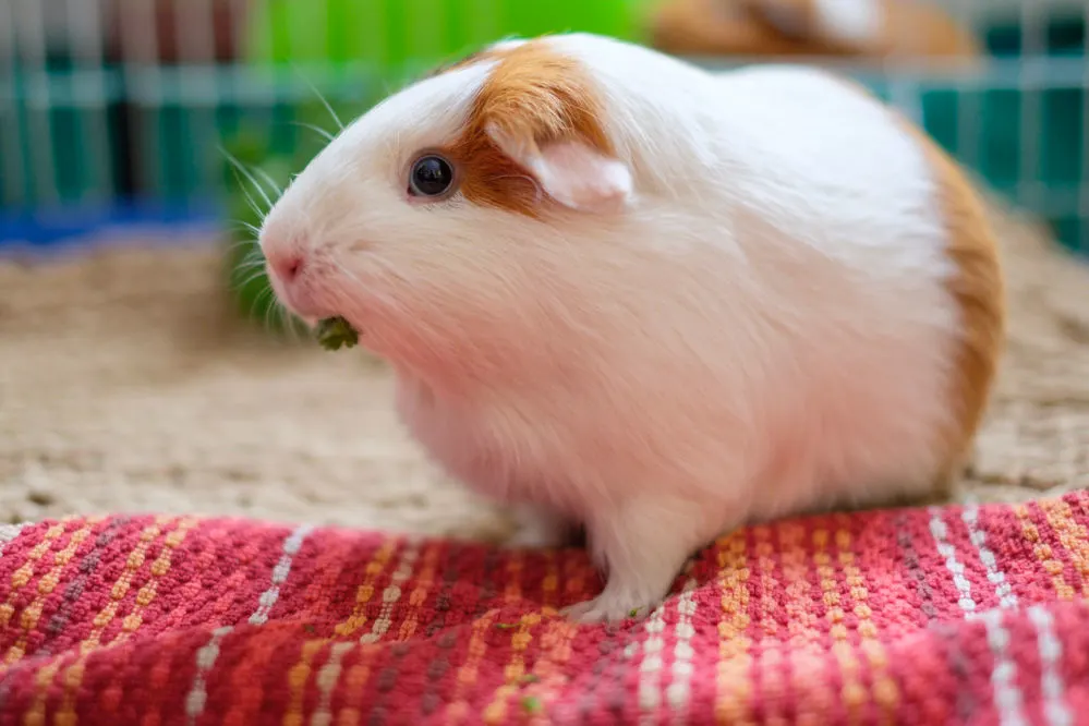 A small guinea pig eating parsley in its cage on top of a bath math.