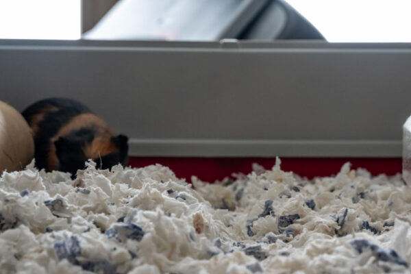 Stunning Heated Steam Bedding For Guinea Pigs image