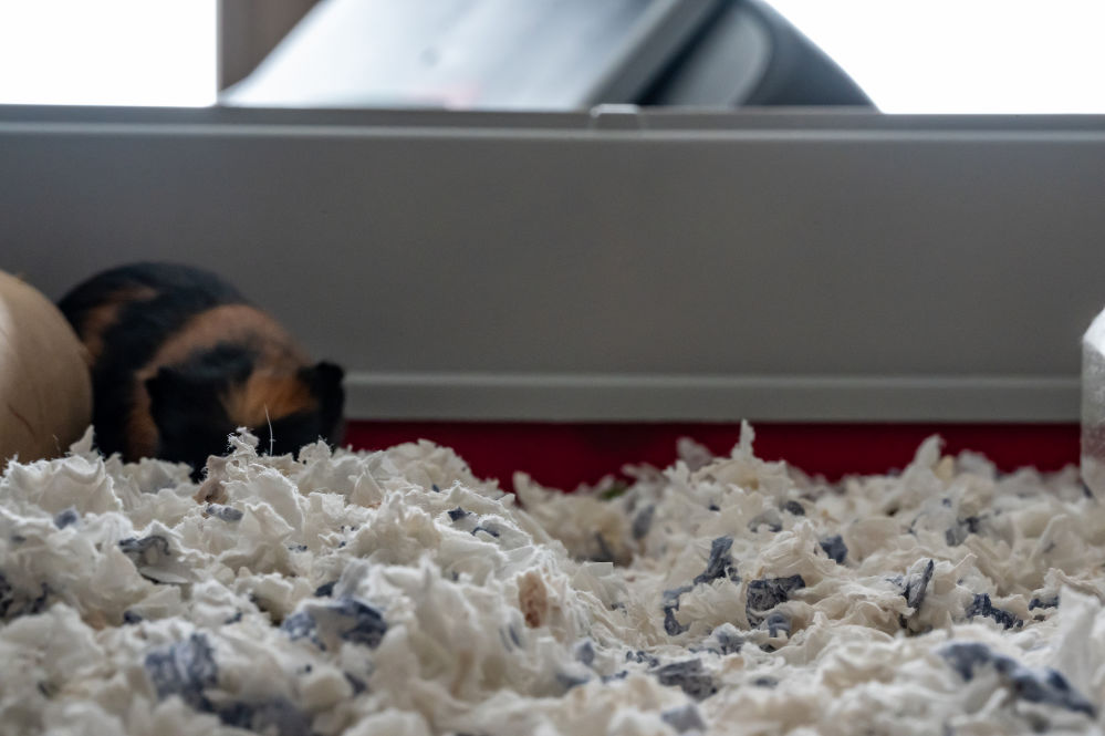 A brown and black guinea pig hiding under paper bedding.