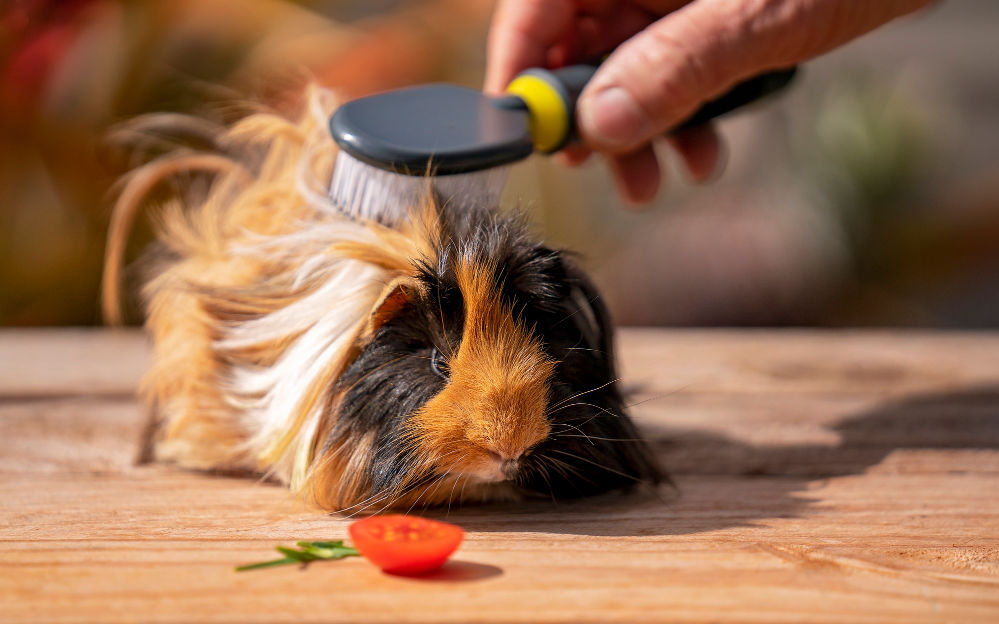 A long hair guinea pig eating a cherry tomato.