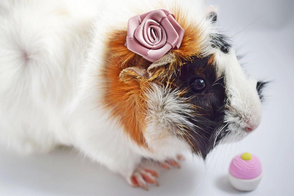 Guinea Pig with a purple bow.