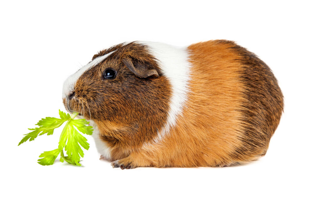 A cute guinea pig eating celery on a white background.