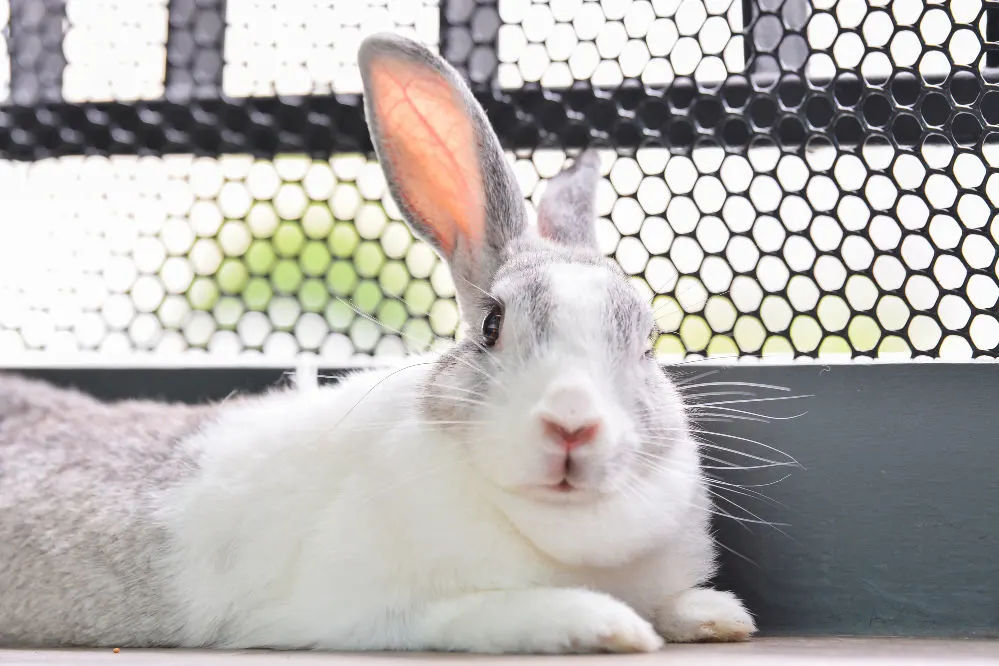 A close up of a white a gray bunny.